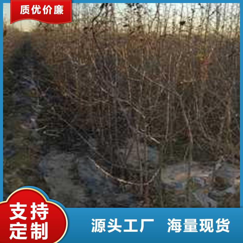 杜梨瑞蟠101桃树苗质量无忧工程施工案例