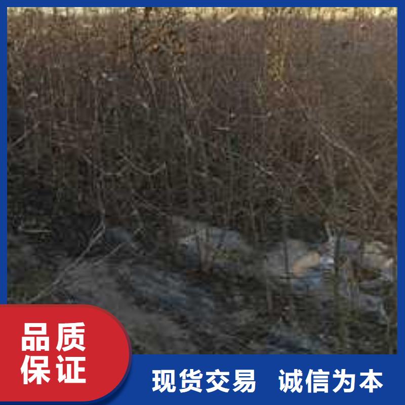 杜梨秋月梨树苗自主研发本地制造商