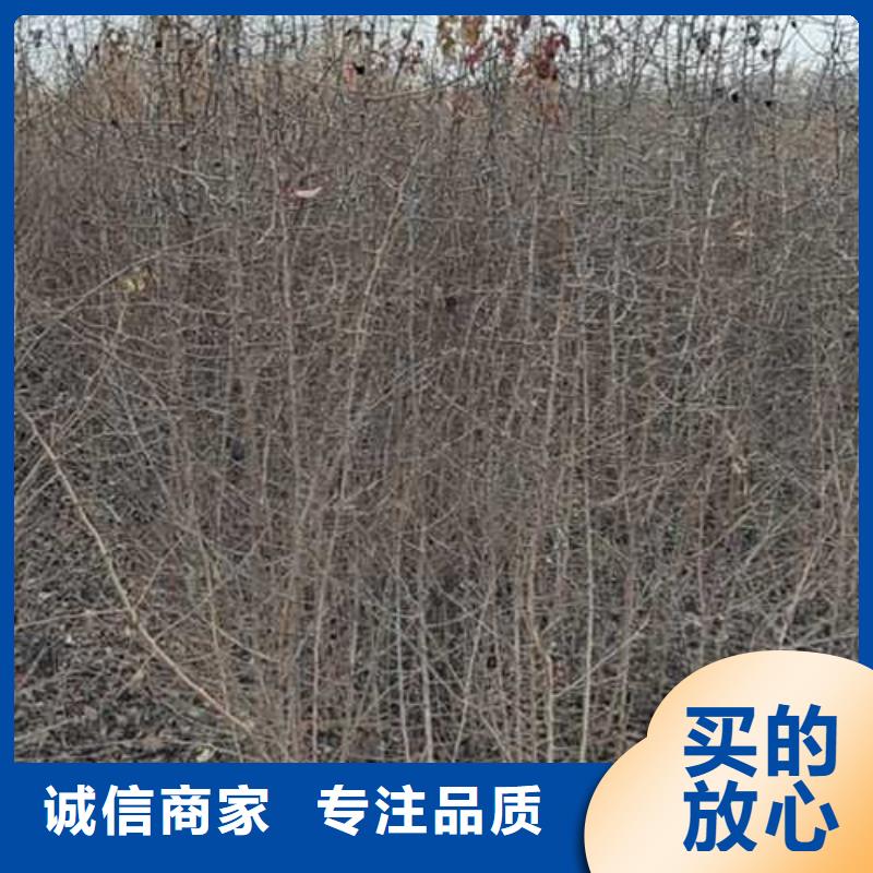 杜梨,梨树苗基地当日价格拒绝差价