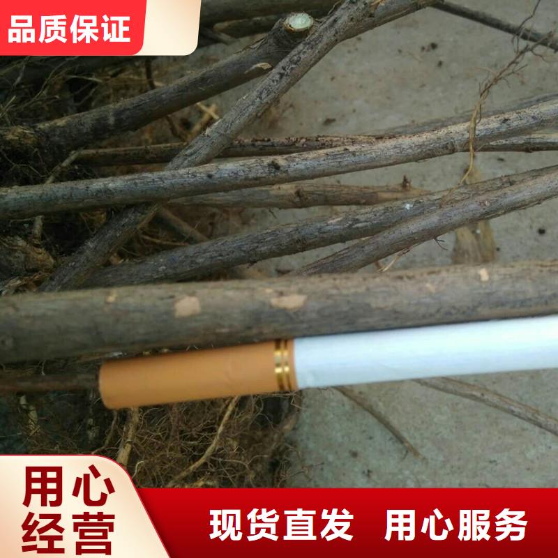 杈杷果苹果苗厂家质量过硬免费回电