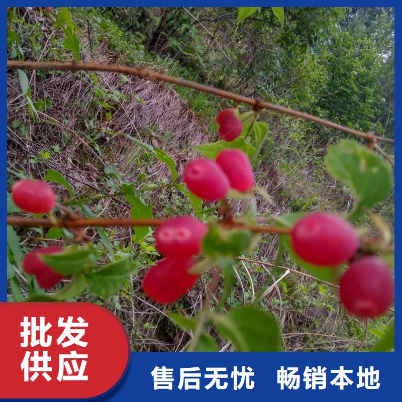 杈杷果葡萄苗质量层层把关多年行业积累