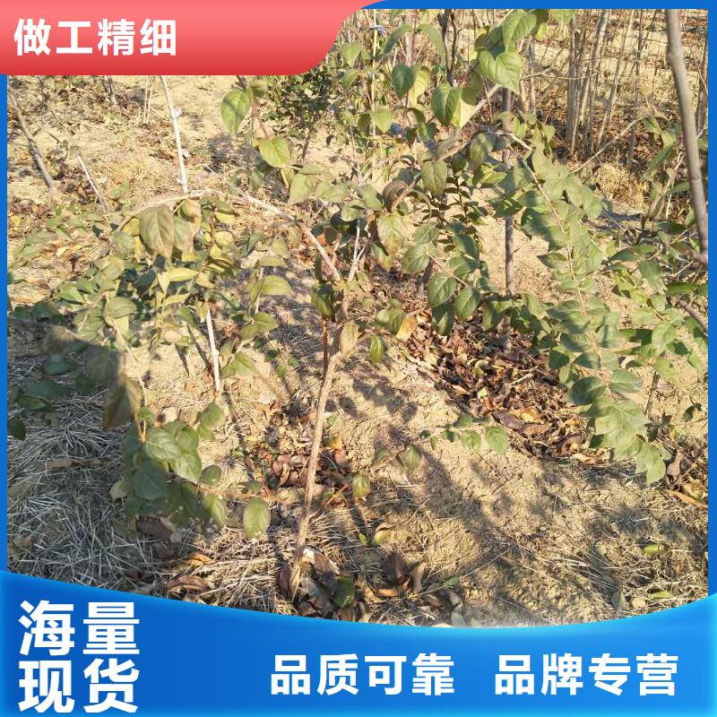 杈杷果,【蓝莓苗】厂家十分靠谱品牌大厂家