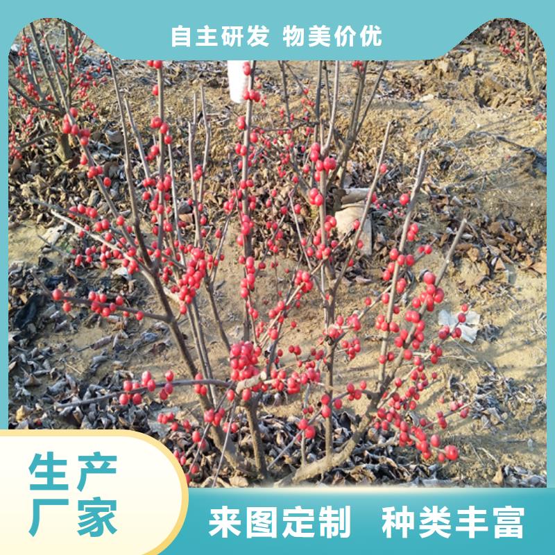 北美冬青蓝莓苗极速发货[当地]品牌