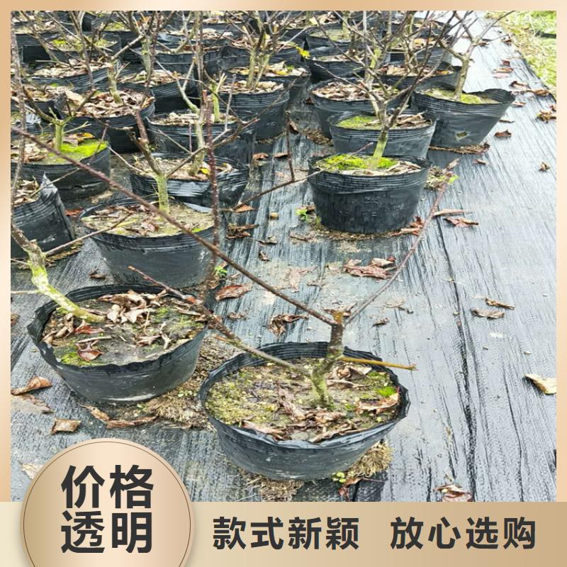 北美冬青西瓜番石榴苗闪电发货厂家定制