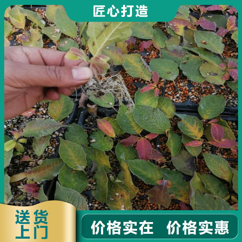 北美冬青樱桃苗品质商家同城公司