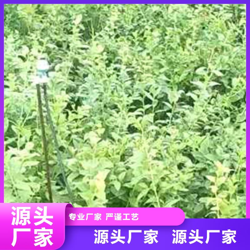 蓝莓苗樱桃苗全品类现货真材实料加工定制