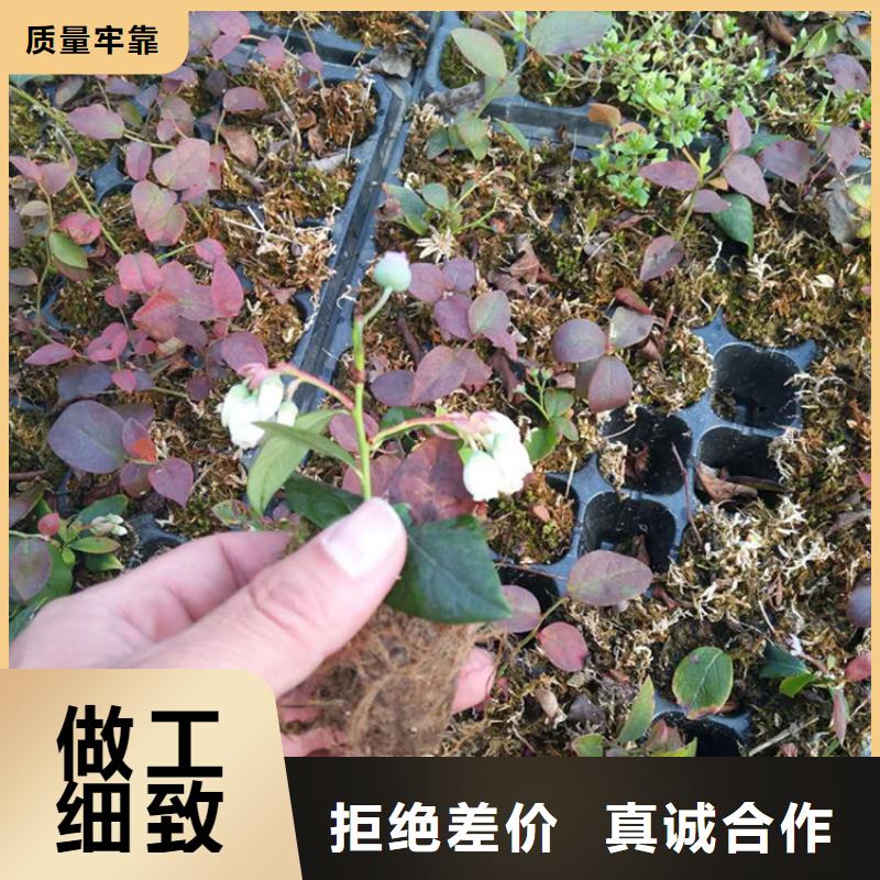 蓝莓苗苹果苗出厂价拒绝伪劣产品