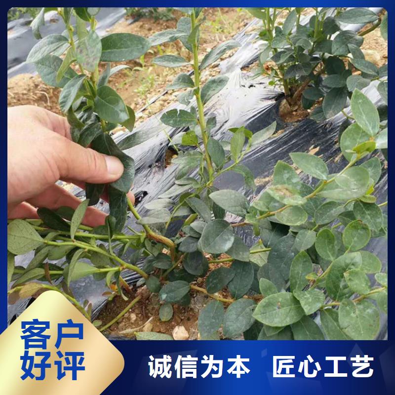 蓝莓苗石榴苗质量层层把关工厂认证