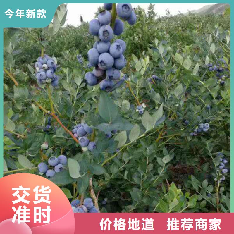 蓝莓苗【苹果苗】生产加工免费获取报价