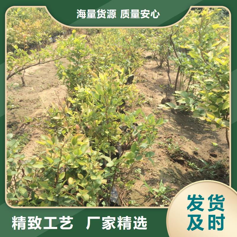 【蓝莓苗石榴苗按需定制真材实料】来电咨询