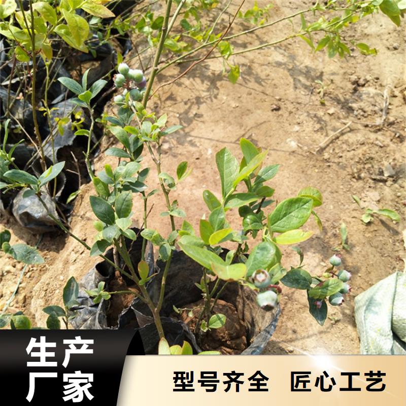 蓝莓苗黄瓜苗支持非标定制产地厂家直销