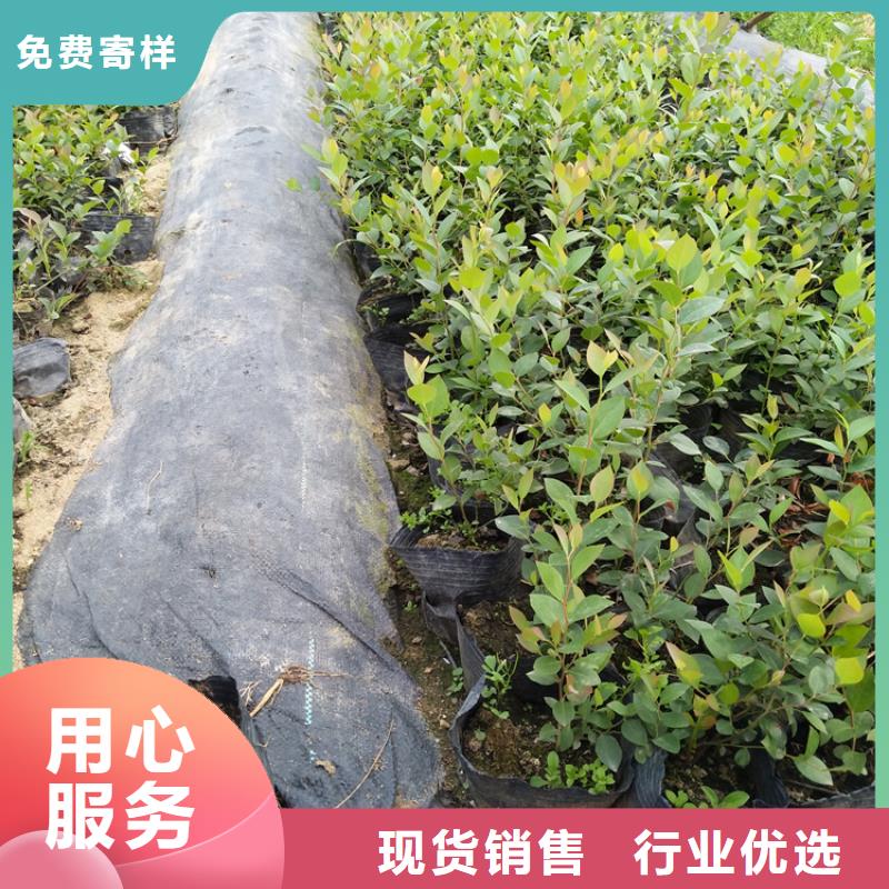 蓝莓苗李树苗精挑细选好货N年专注