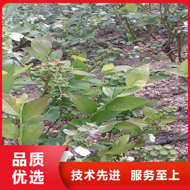 蓝莓苗【西瓜苗】多种款式可随心选择<本地>公司