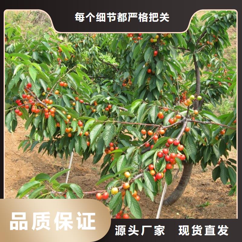 樱桃板栗苗工厂直供精工细作品质优良