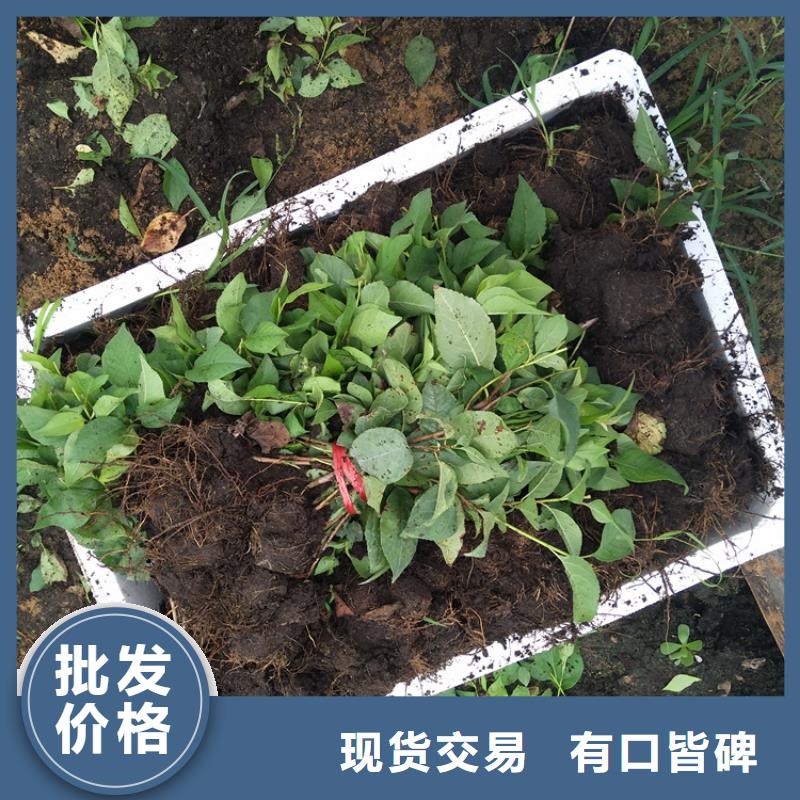 【樱桃】石榴苗用的放心当地制造商