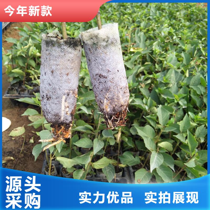 【樱桃蓝莓苗性价比高】用途广泛