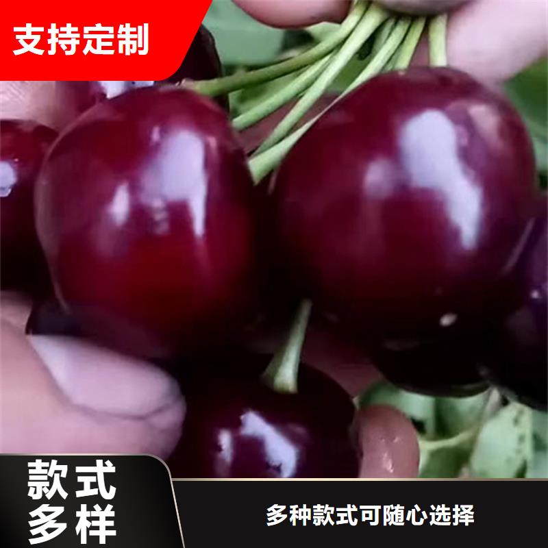 樱桃_苹果苗好产品不怕比应用领域