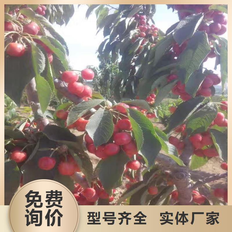 樱桃_【石榴树】有口皆碑服务至上