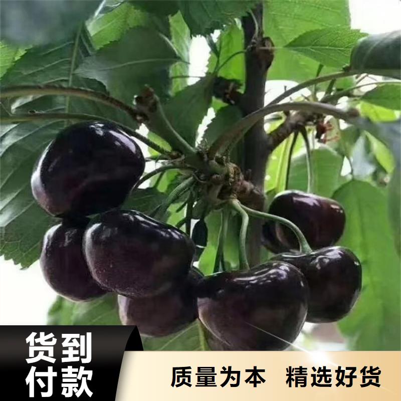 樱桃石榴树应用领域一手价格