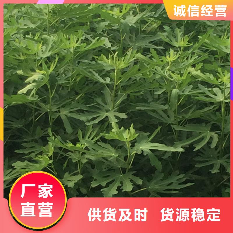 无花果,樱桃苗现货交易附近制造商