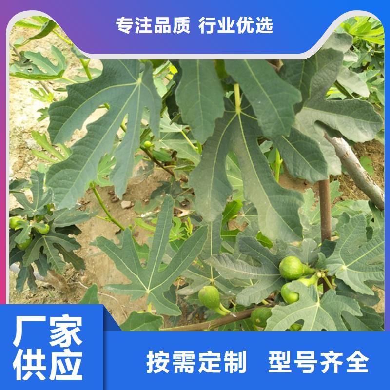 无花果桃树苗实力商家供货稳定多种场景适用