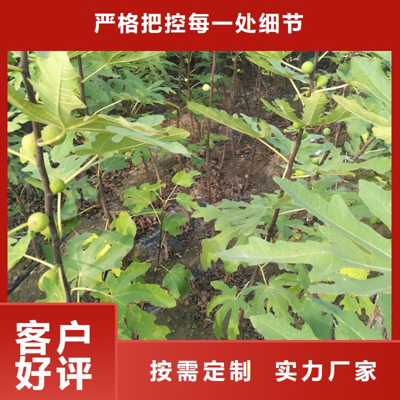 无花果,苹果苗用心服务快速发货