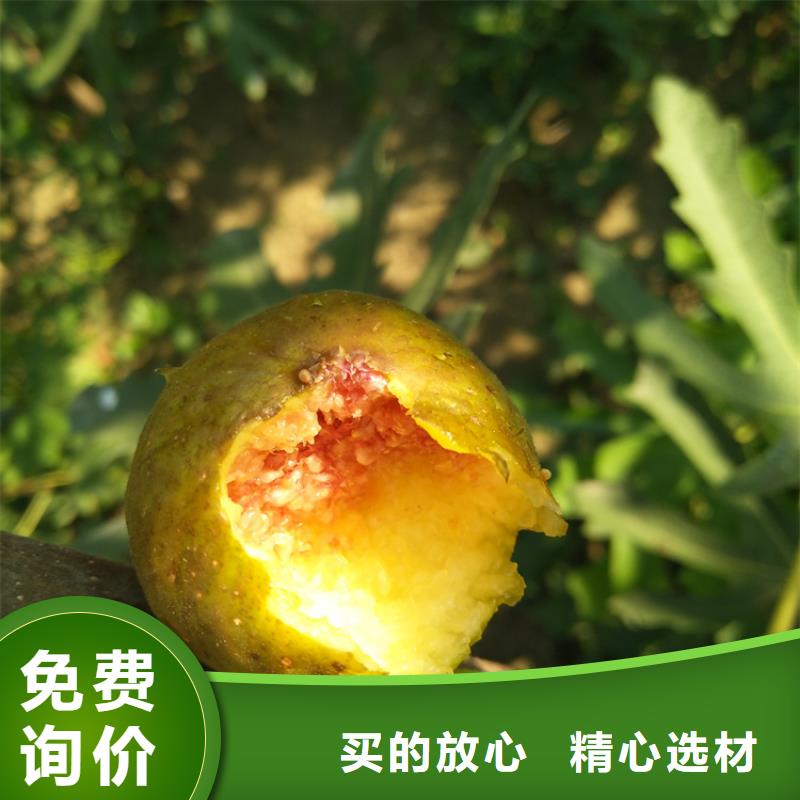 无花果无花果苗量大从优品质好才是硬道理