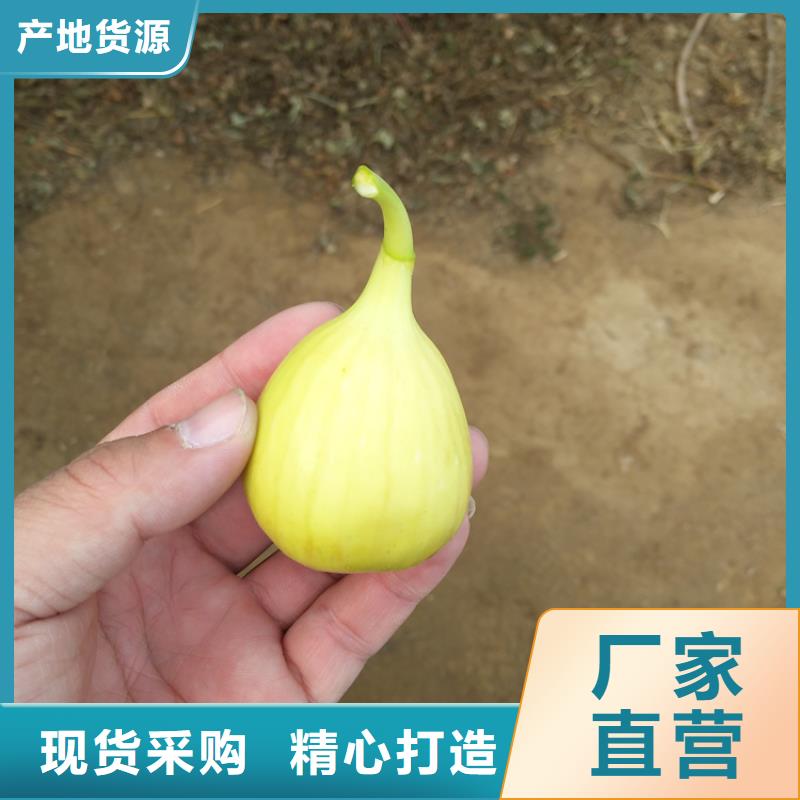 【无花果苹果苗定制销售售后为一体】<本地>供应商