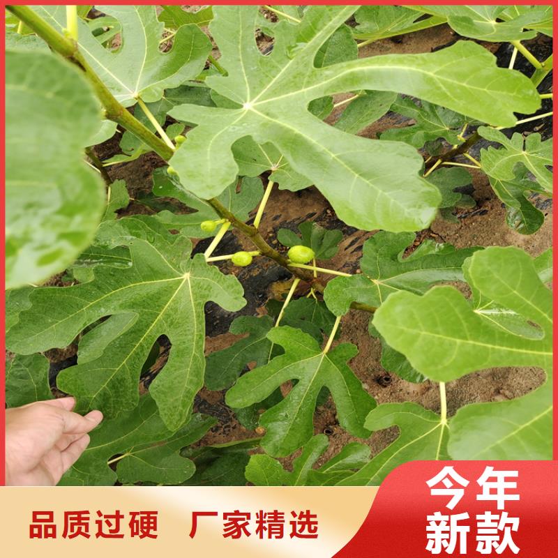 无花果_【红颜草莓】种类齐全本地货源