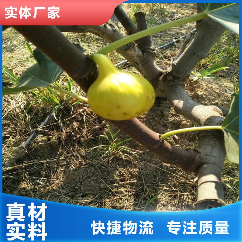 无花果苹果苗源头厂家量大价优附近厂家