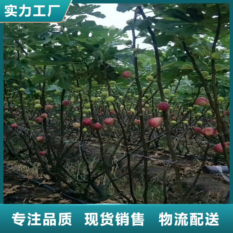 无花果石榴树实体厂家大量现货附近服务商