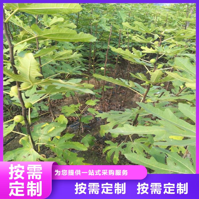 无花果猕猴桃苗匠心制造同城服务商