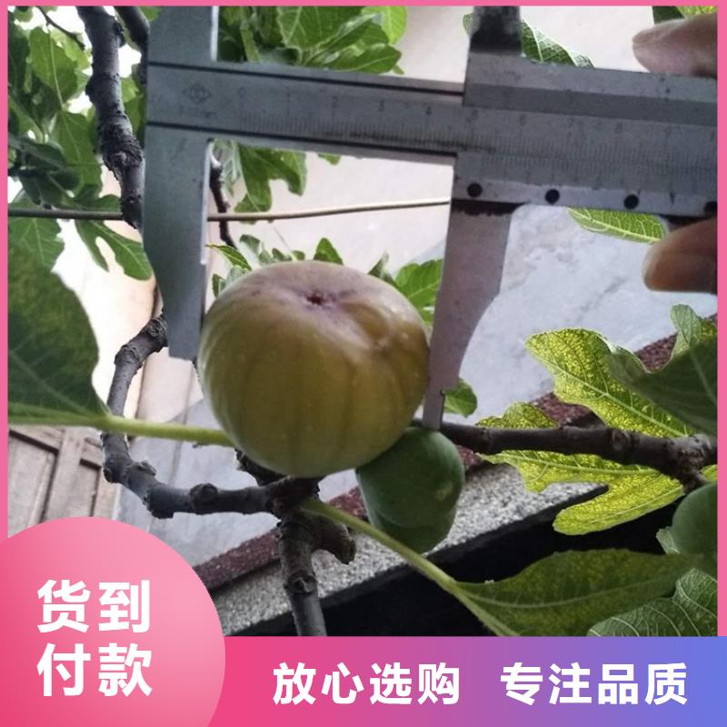 无花果苹果苗支持拿样工厂认证