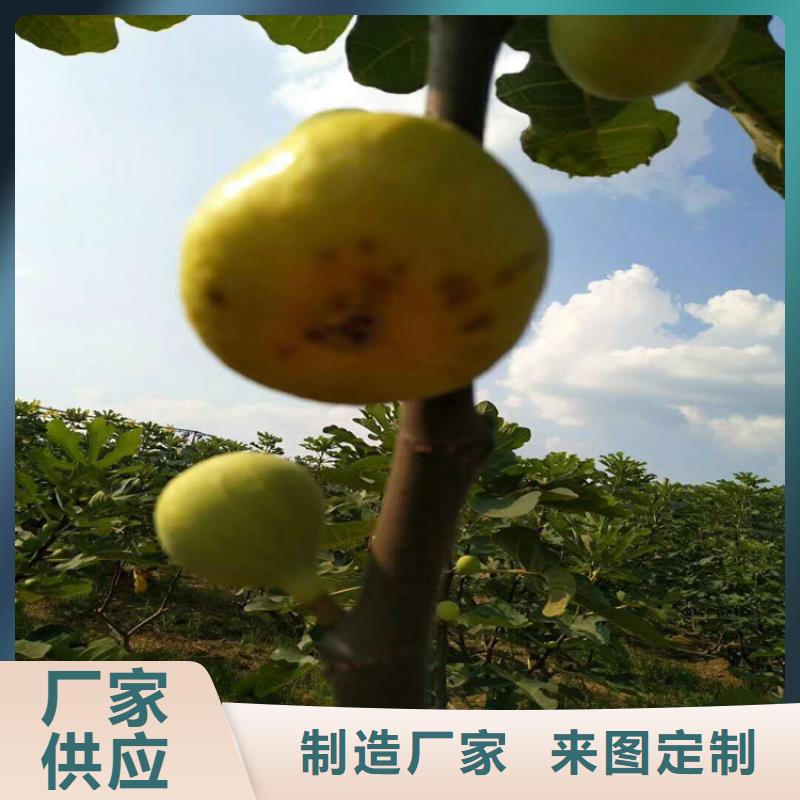 无花果苹果苗质量安心源头厂家经验丰富