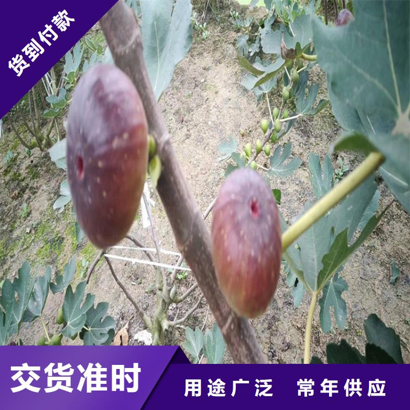 无花果苹果苗一站式采购商家服务周到