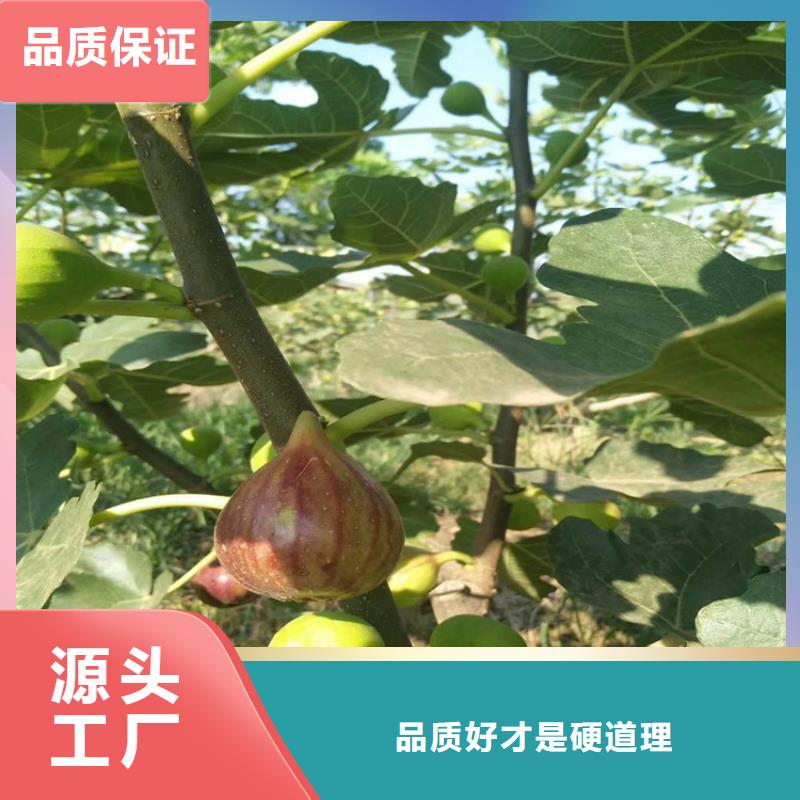 无花果无花果苗支持加工定制今年新款