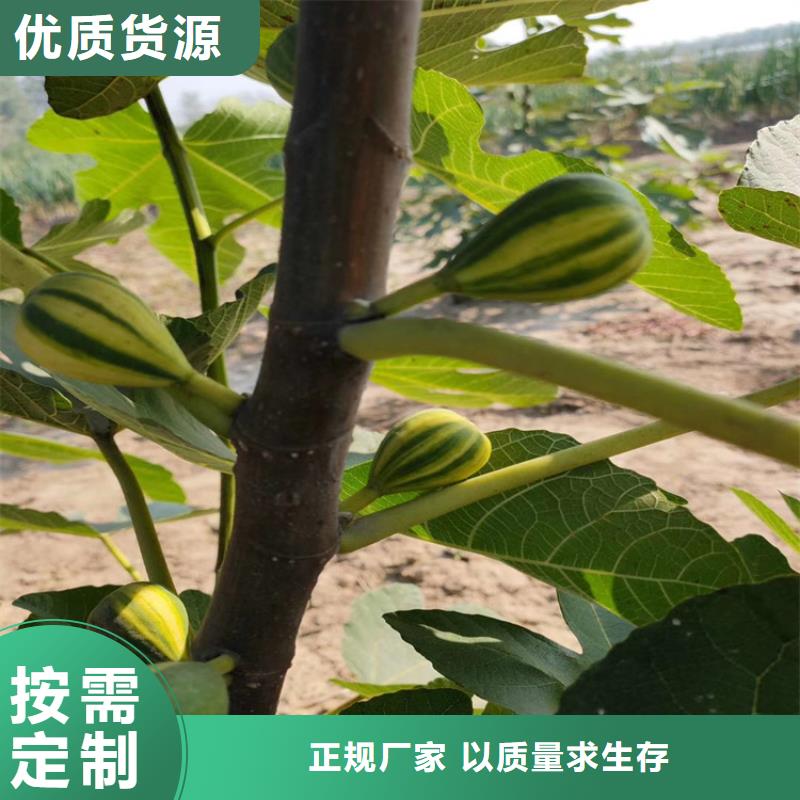 无花果樱桃苗种类丰富价格实在