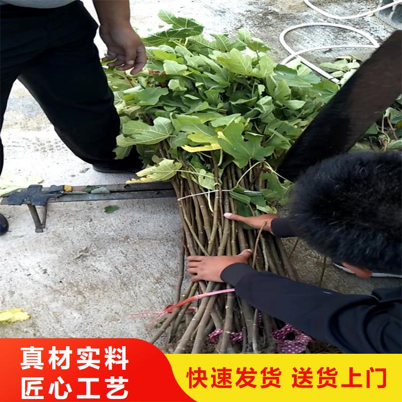 无花果苹果苗可定制有保障实力派厂家