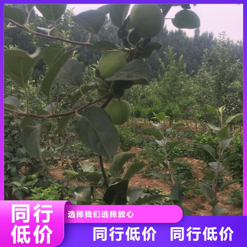 【苹果蓝莓苗今日价格】快速发货