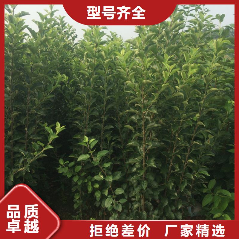 苹果玛瑙红石榴苗适用范围广有实力有经验