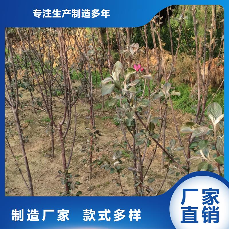 【苹果葡萄苗种类多质量好】厂家现货供应