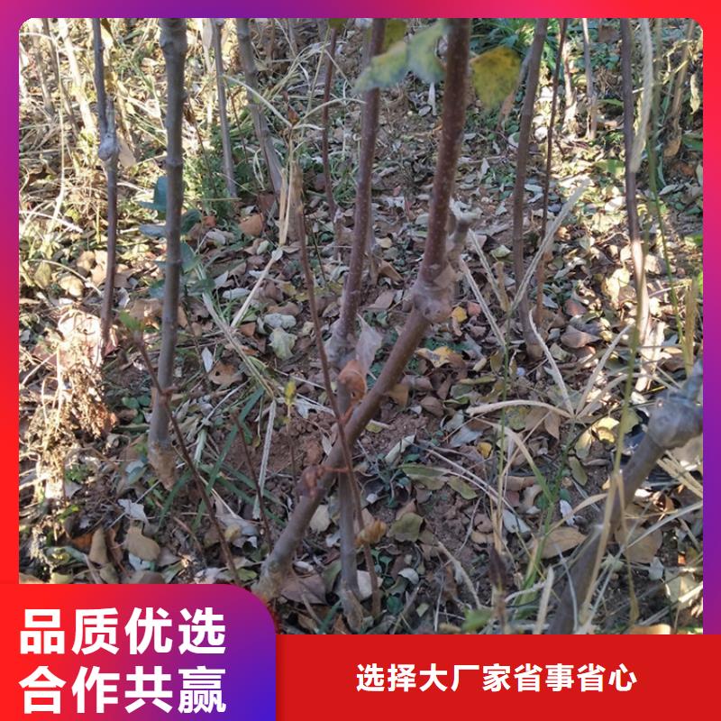 苹果【3公分石榴苗】多行业适用老客户钟爱