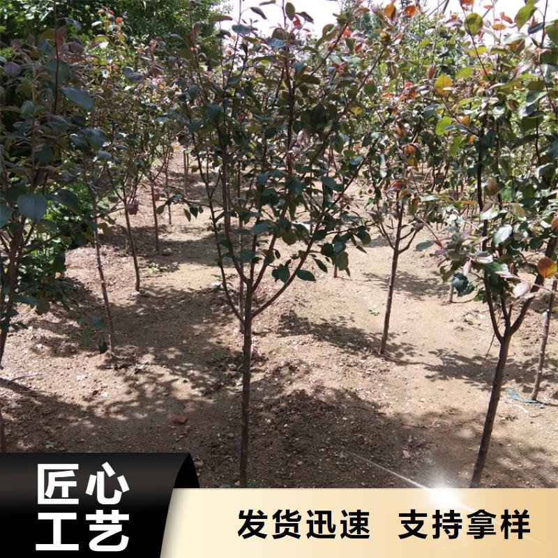 【苹果】桃树苗用心做好每一件产品质量安心