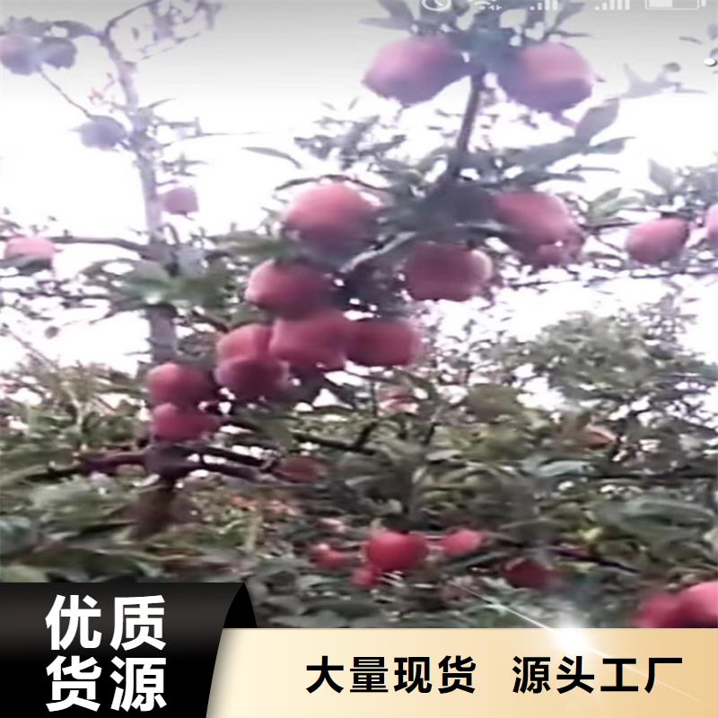 苹果,石榴树供应商客户满意度高