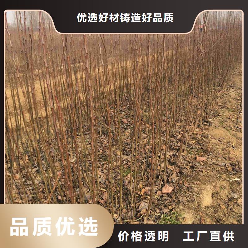 【梨树草莓苗免费获取报价】严格把关质量放心