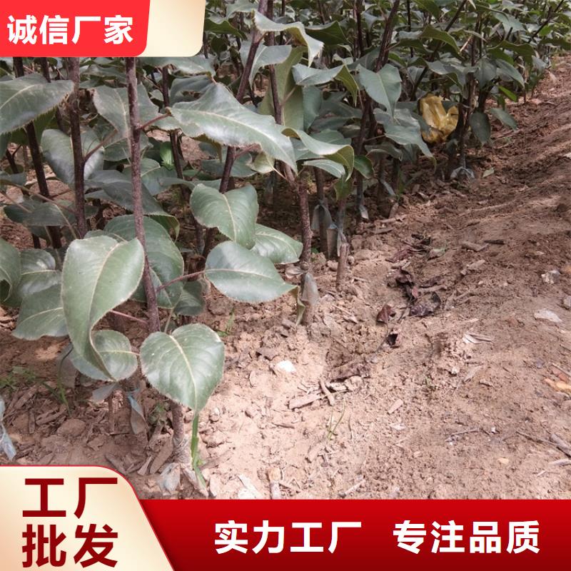 梨树苹果苗直销厂家匠心打造