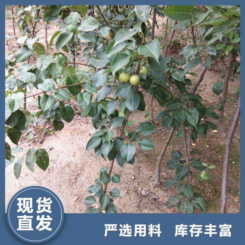 梨树苹果苗现货批发厂家工艺先进