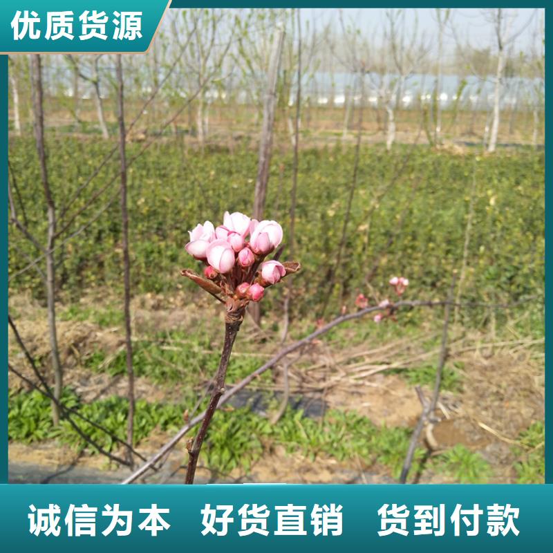 梨树【樱桃苗】源头厂家直销精工打造