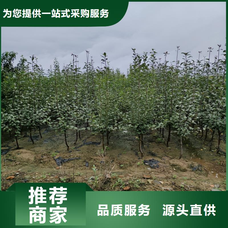 梨树草莓苗实力见证厂家现货供应