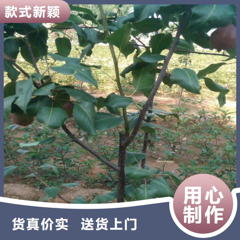 梨树-【猕猴桃苗】采购源头厂家量大价优